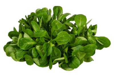 Ackersalat, Feldsalat, Freiland, Hofmarkt Schmid