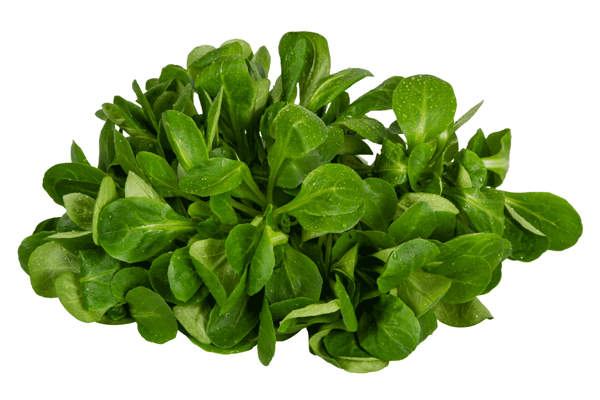Ackersalat, Feldsalat, Freiland, Hofmarkt Schmid