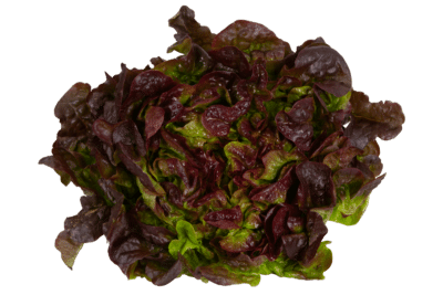 Eichblattsalat rot, Binsachhof, Filderstadt