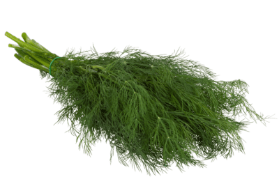 Dill, Gärtnerei Kiemle, Bund