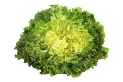 Endiviensalat, Gärtnerei Sohn, Esslingen am Neckar
