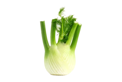 Fenchel, Bauernhof Beckbissinger, Gemmrigheim, Stück