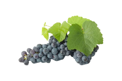 Trauben dunkel, Muscat Bleu, Daniel Schmid, Remstal, 500g